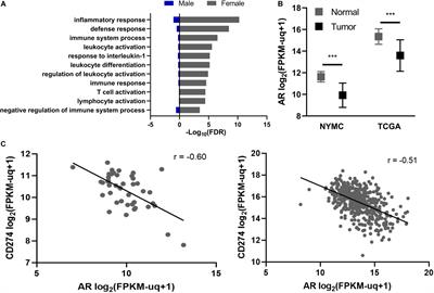 Androgen Activity Is Associated With PD-L1 Downregulation in Thyroid Cancer